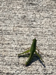 Aptenopedes sphenarioides