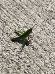 Aptenopedes sphenarioides