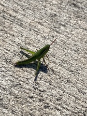 Aptenopedes sphenarioides