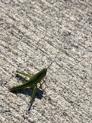 Aptenopedes sphenarioides