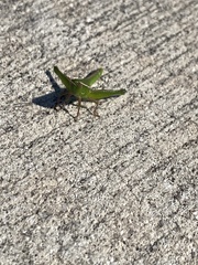 Aptenopedes sphenarioides