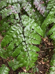 Diplazium doederleinii