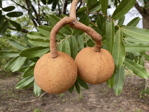 Magonia pubescens A.St.-Hil.