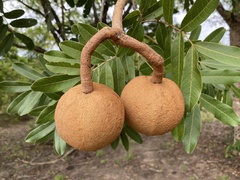 Magonia pubescens