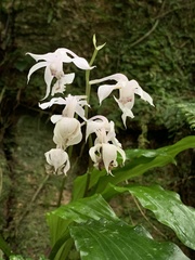 Calanthe arisanensis