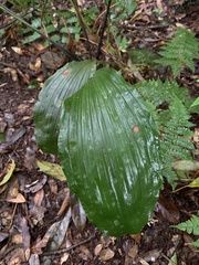 Acanthophippium striatum