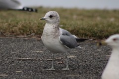 Larus brachyrhynchus