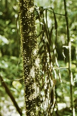 Apodanthes caseariae
