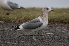 Larus brachyrhynchus