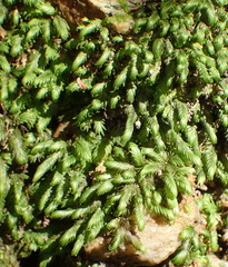 Fissidens ovatus