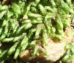 Fissidens ovatus