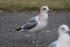 Larus brachyrhynchus