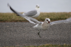 Larus brachyrhynchus