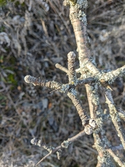 Pyrus elaeagrifolia