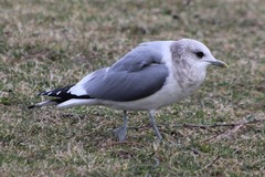 Larus brachyrhynchus