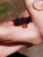 Harmonia axyridis