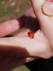 Harmonia axyridis