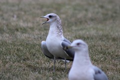 Larus brachyrhynchus