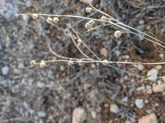 Linum austriacum