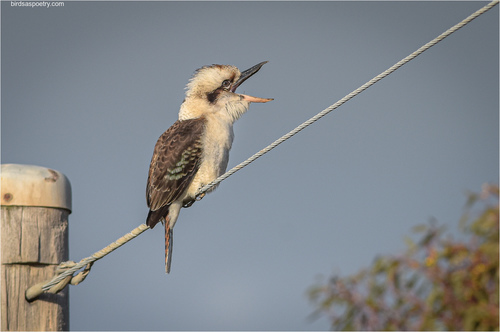 Laughing Kookaburra, photo 8 of 10