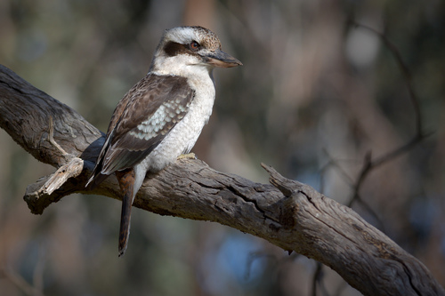 Laughing Kookaburra, photo 9 of 10