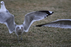 Larus brachyrhynchus