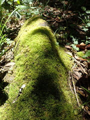 Mittenothamnium reptans