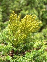 Arceuthobium azoricum