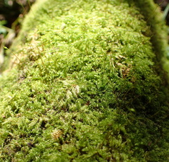 Mittenothamnium reptans