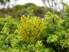 Arceuthobium azoricum