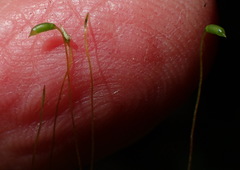 Mittenothamnium reptans