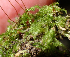 Mittenothamnium reptans