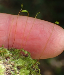 Mittenothamnium reptans