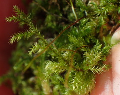 Mittenothamnium reptans