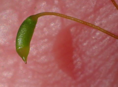 Mittenothamnium reptans