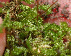 Mittenothamnium reptans