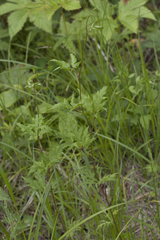 Aconitum stoloniferum