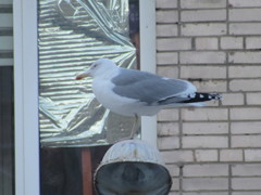 Larus argentatus