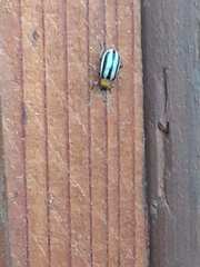 Acalymma trivittatum