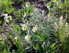 Onosma tanaitica