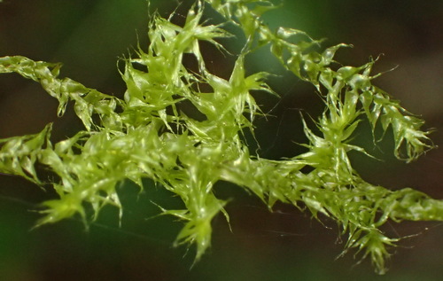 Aerobryopsis capensis · iNaturalist