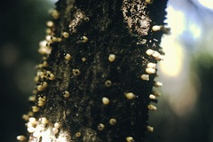 Apodanthes caseariae