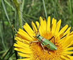 Ephippiger ephippiger