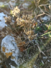 Minuartia glomerata