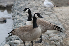 Branta canadensis moffitti