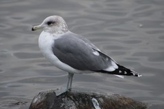 Larus californicus