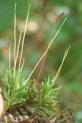 Atrichum androgynum