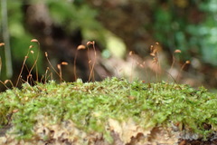 Mittenothamnium patens