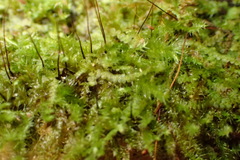 Mittenothamnium patens