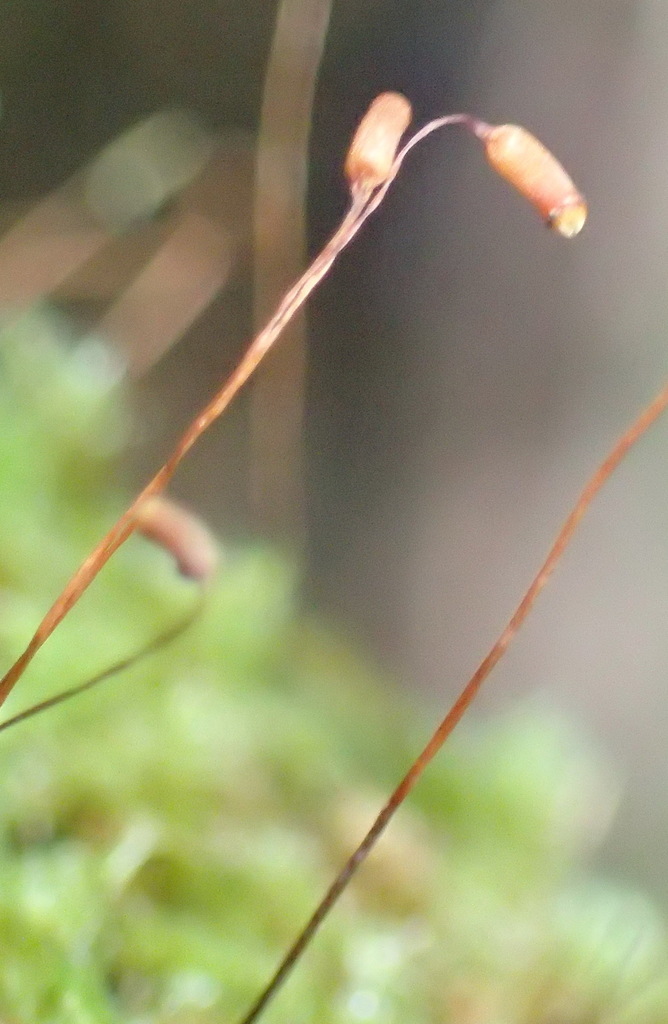 Mittenothamnium patens
